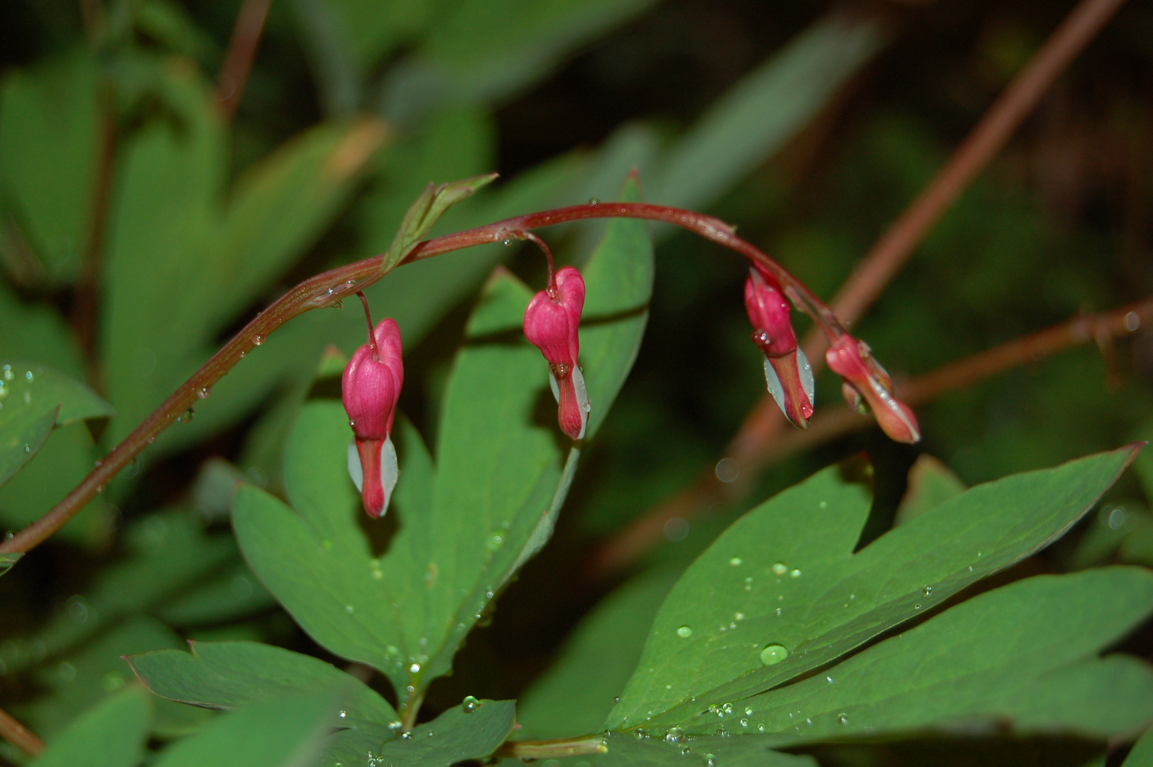 Wassertropfen