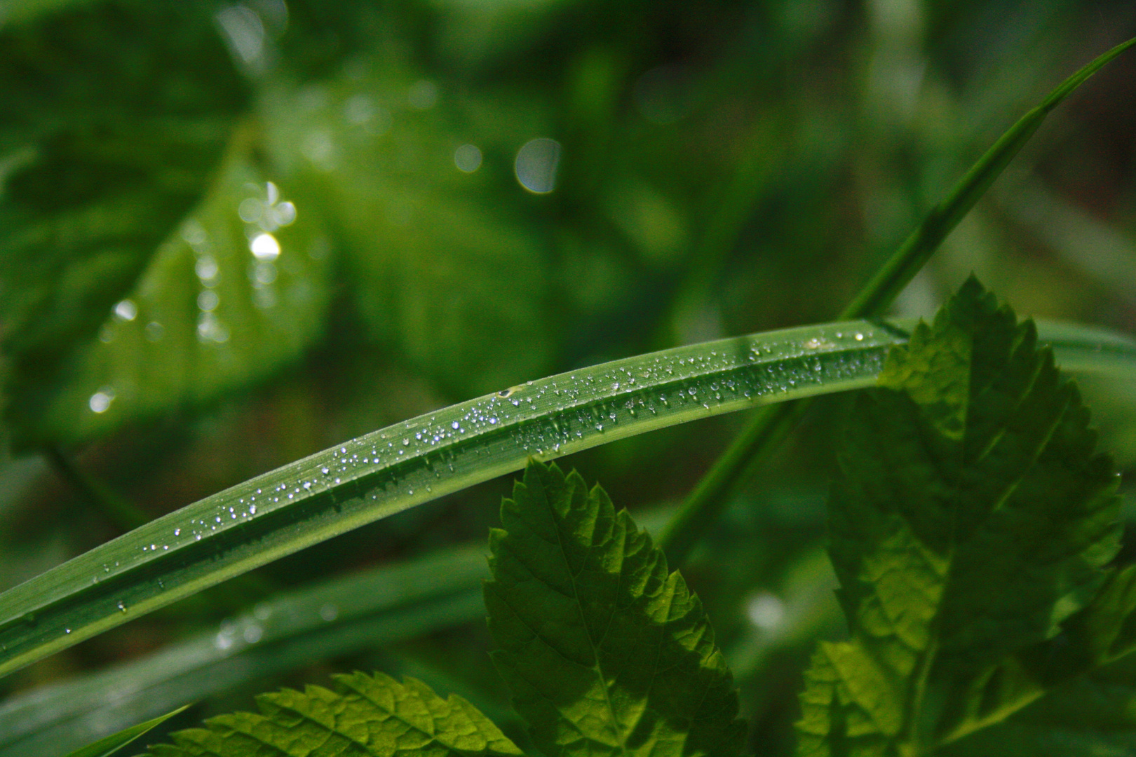 wassertropfen