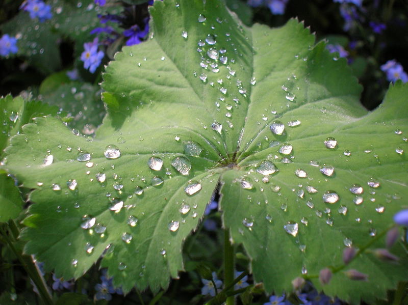 Wassertropfen