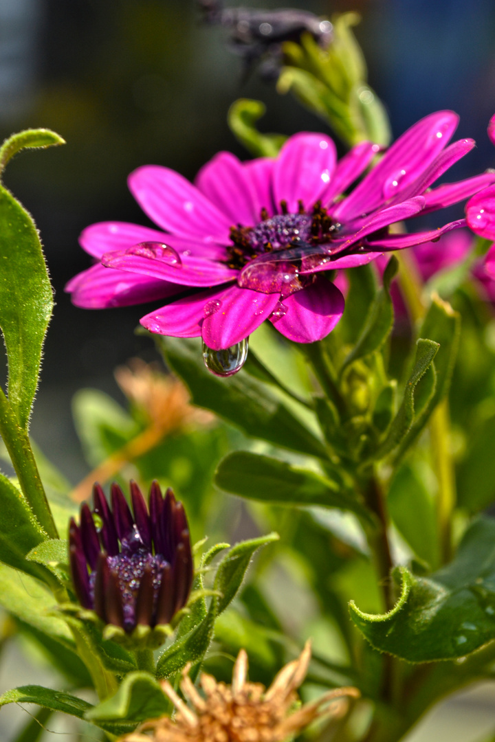 Wassertropfen