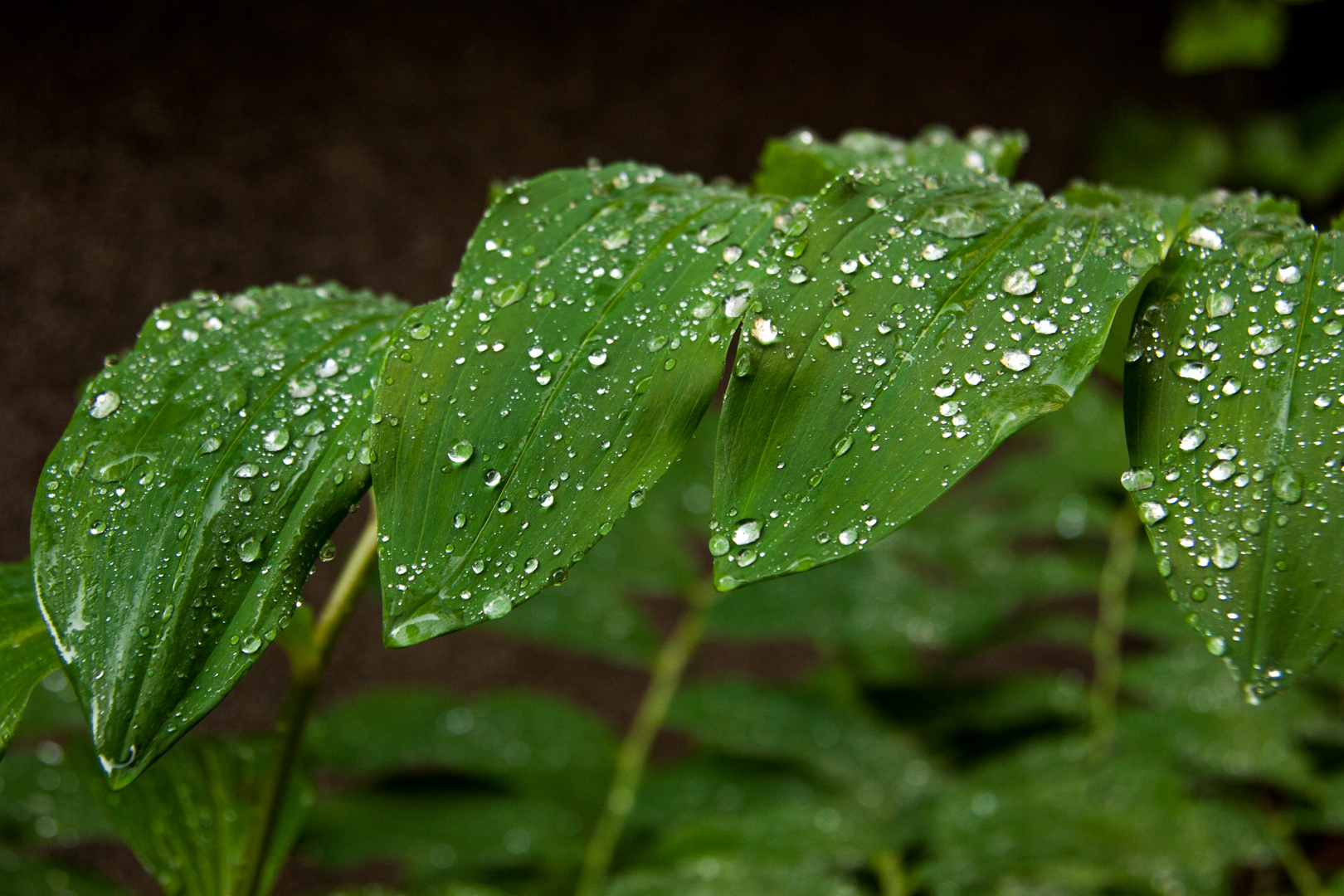 Wassertropfen