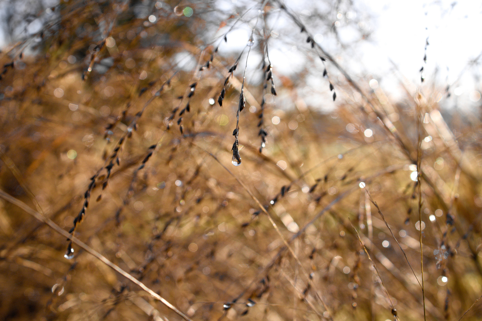 Wassertropfen