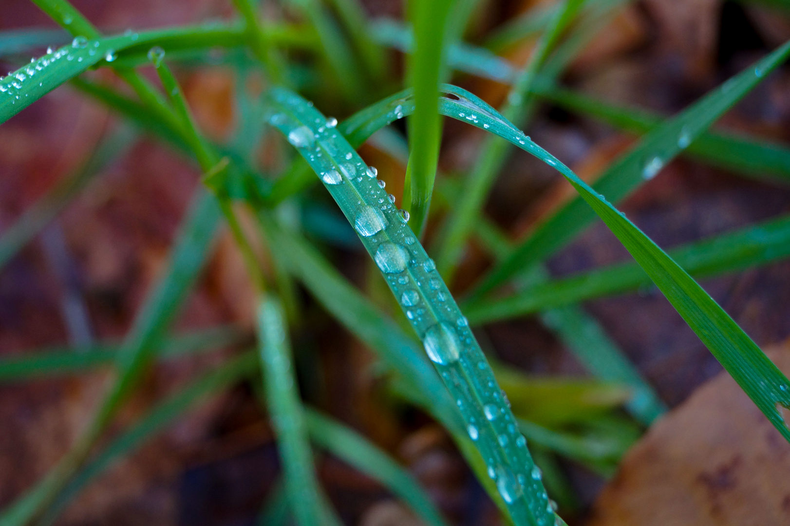 Wassertropfen 