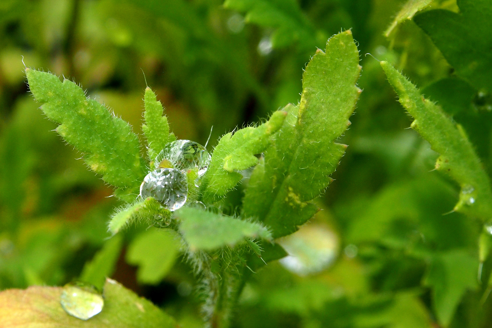 Wassertropfen