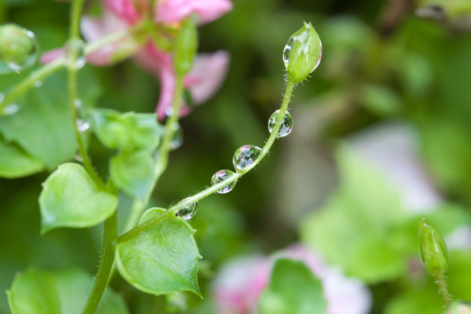 Wassertropfen