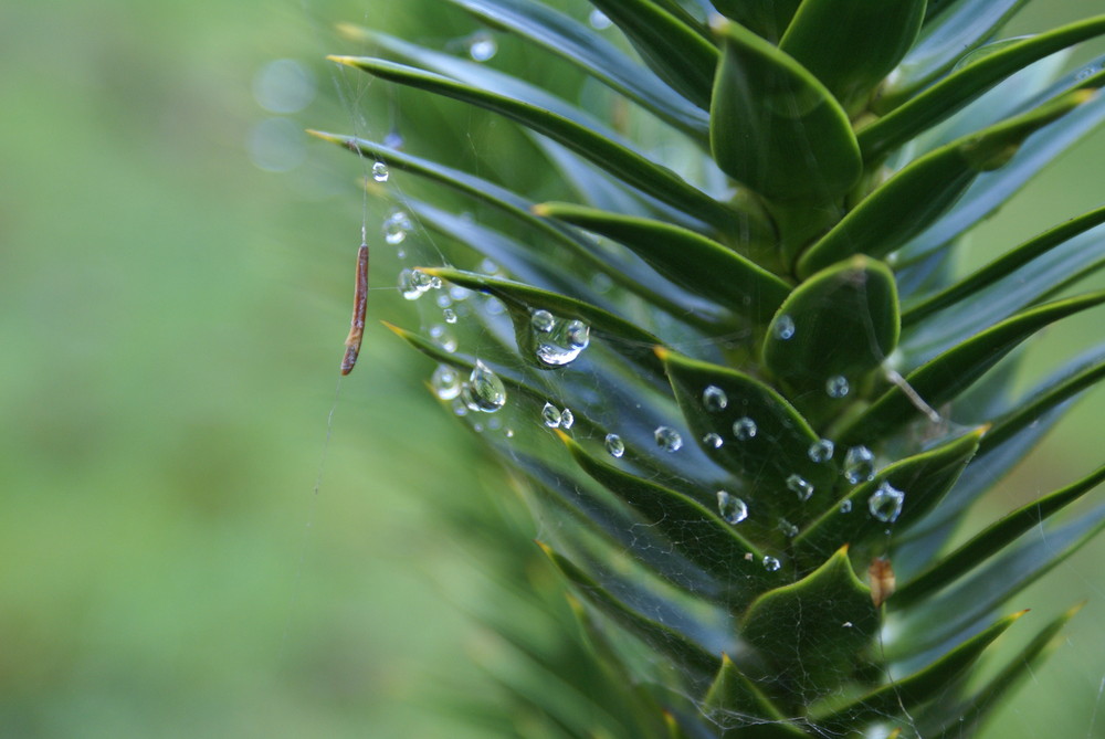 Wassertropfen