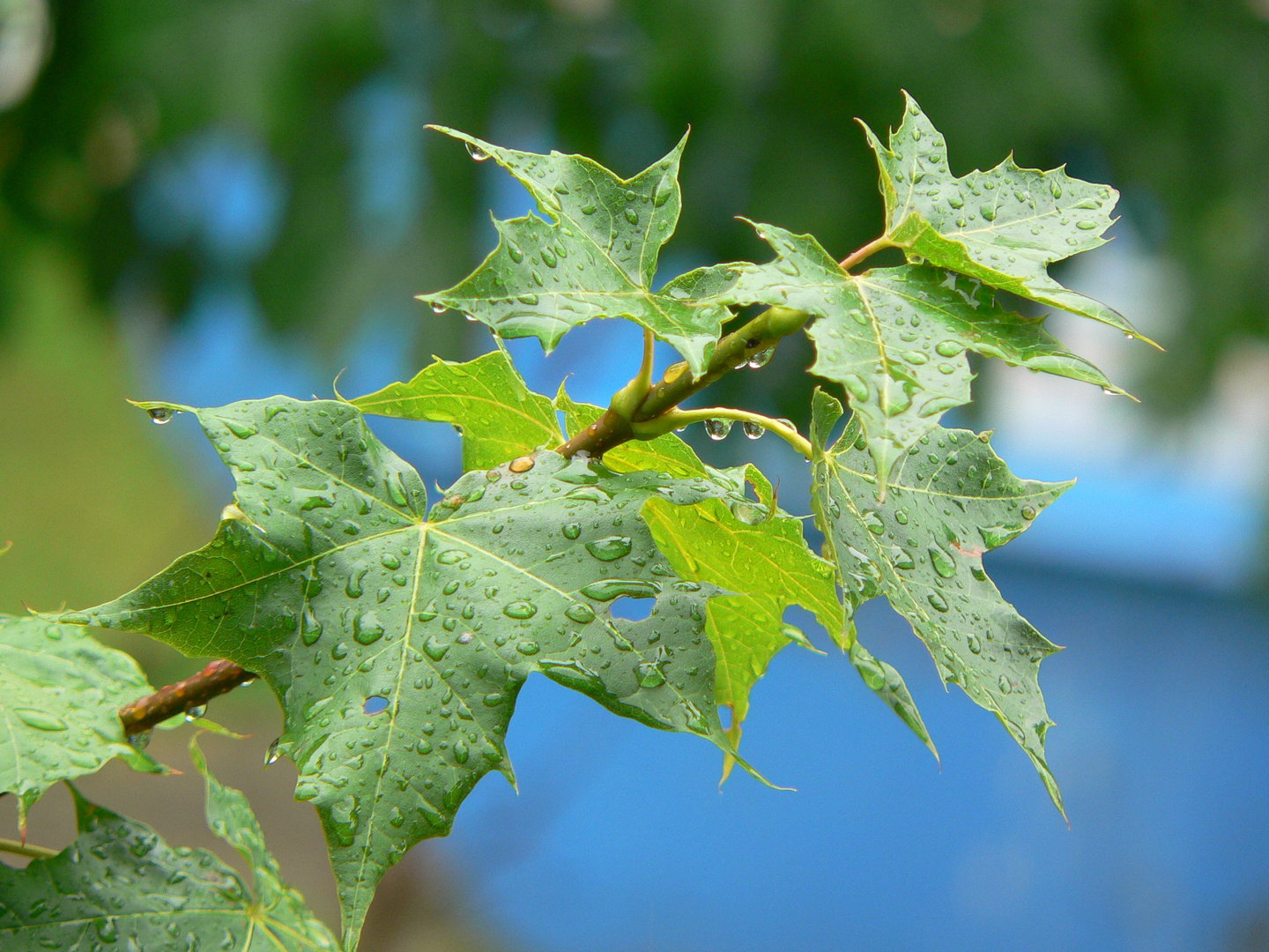 Wassertropfen