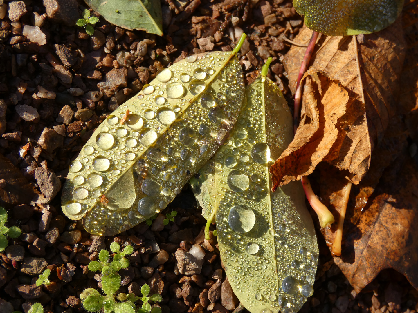 Wassertropfen