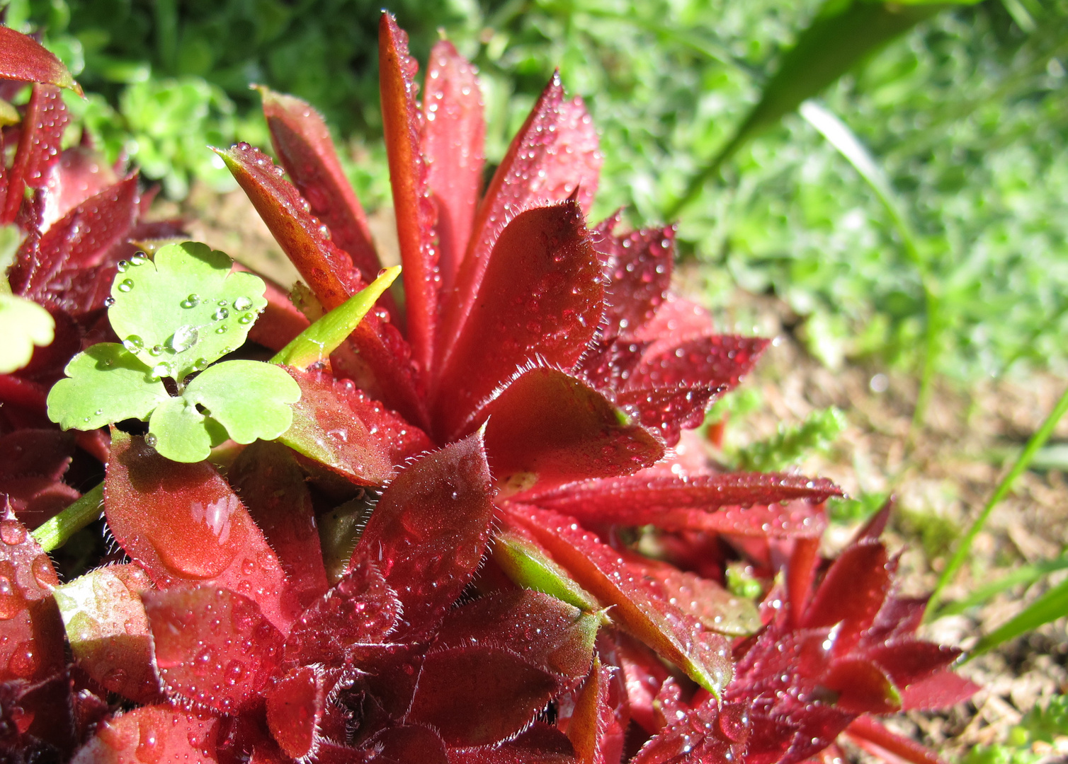 Wassertropfen