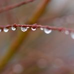 Wassertropfen ... 