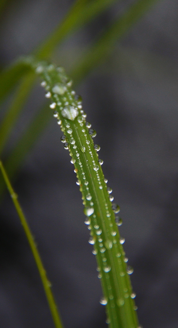 Wassertropfen