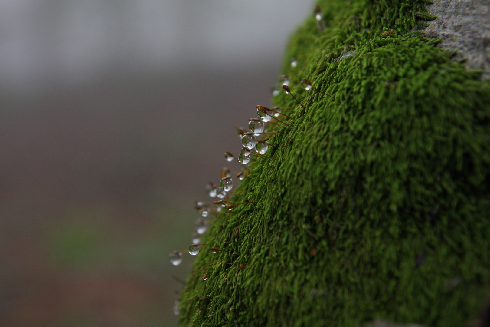 Wassertropfen