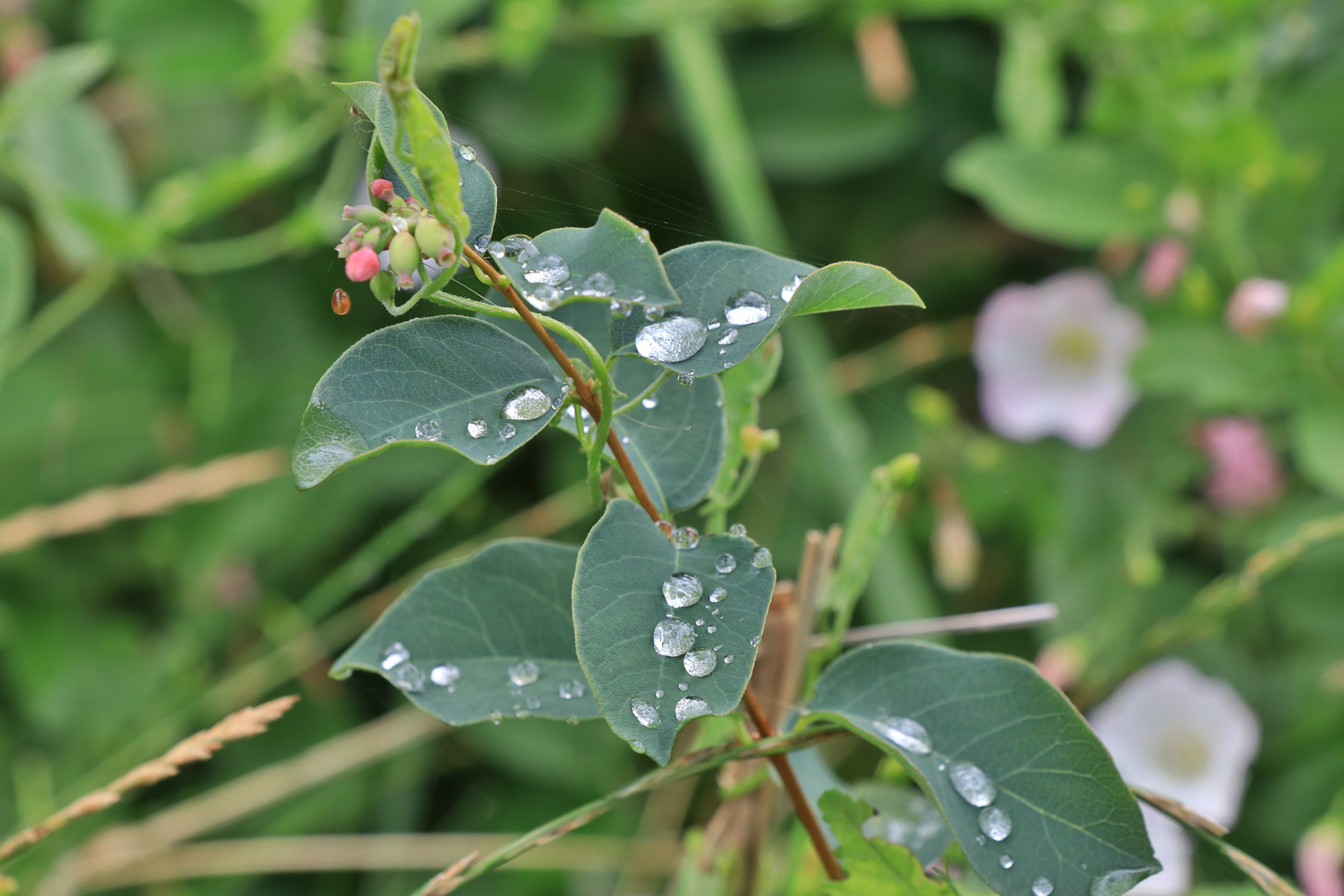 Wassertropfen