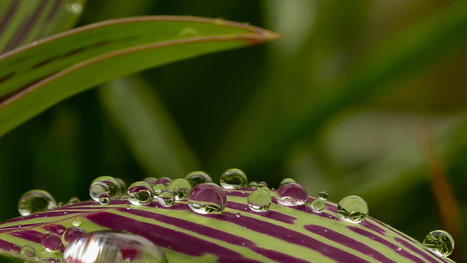 Wassertropfen