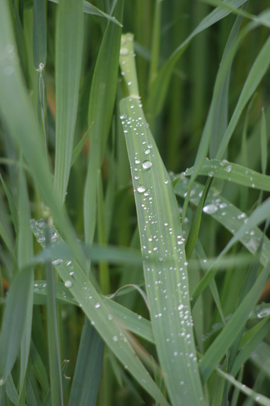 Wassertropfen