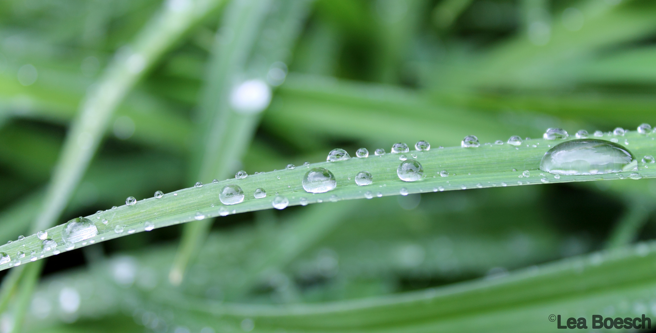 wassertropfen