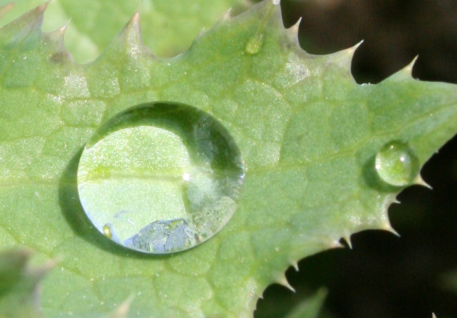 Wassertropfen