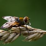 Wassertropfen