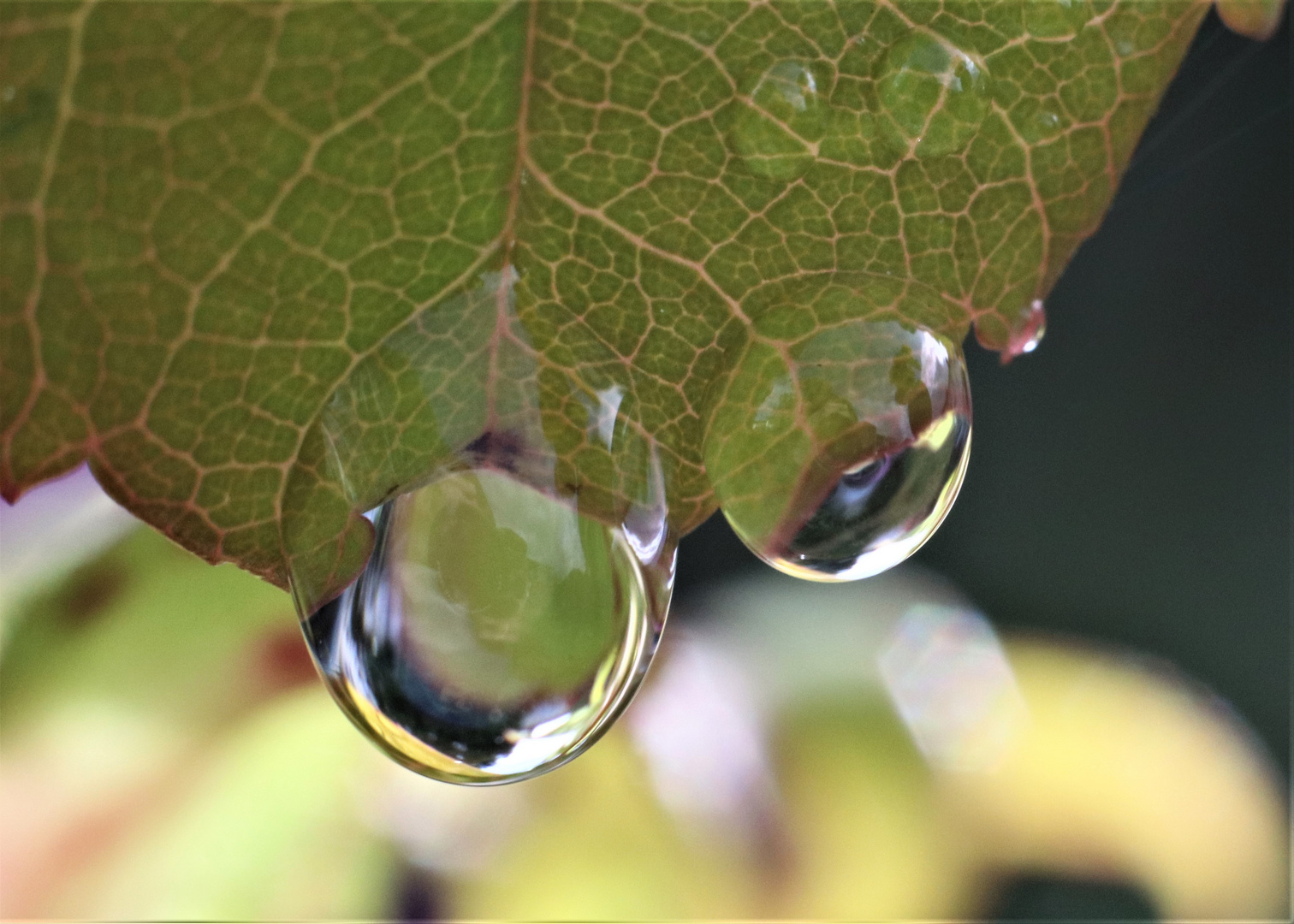 Wassertropfen