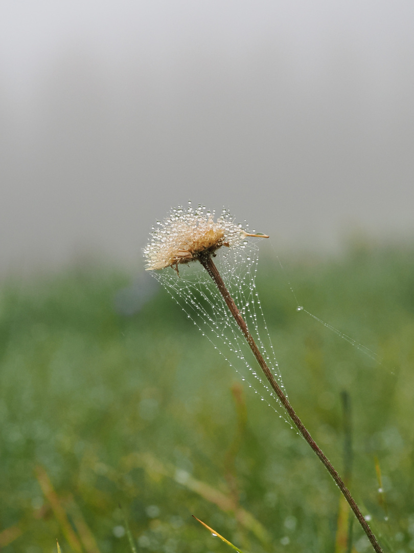 Wassertropfen