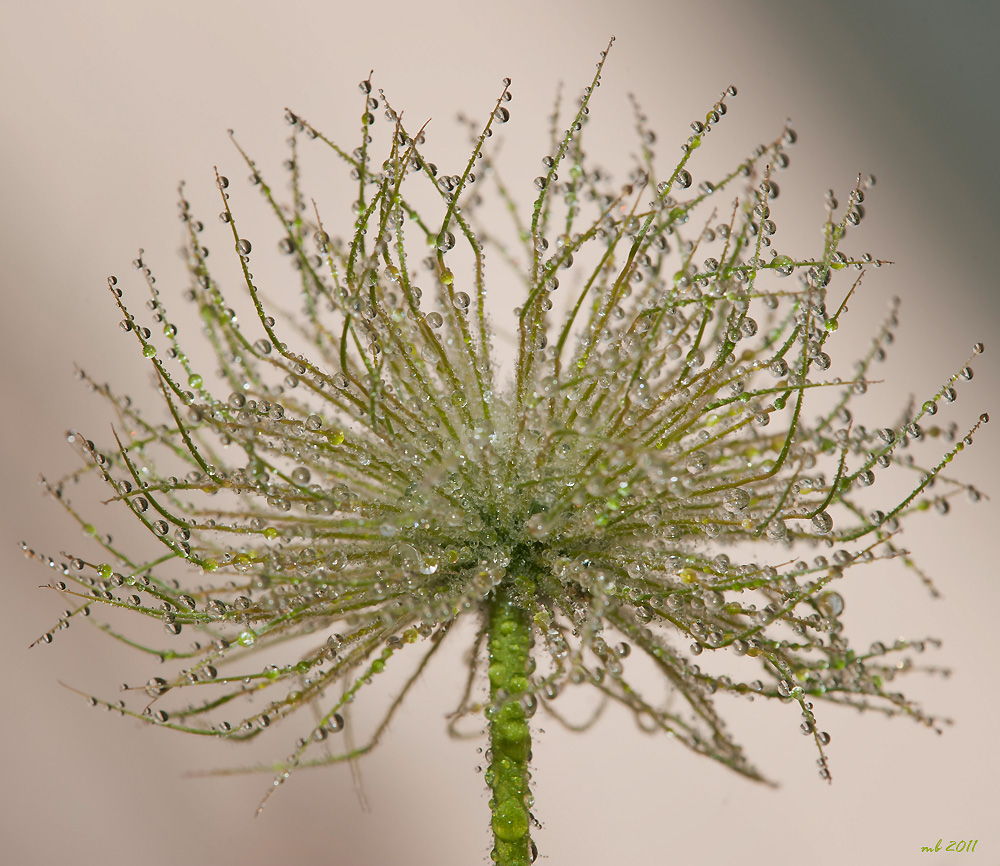 Wassertropfen