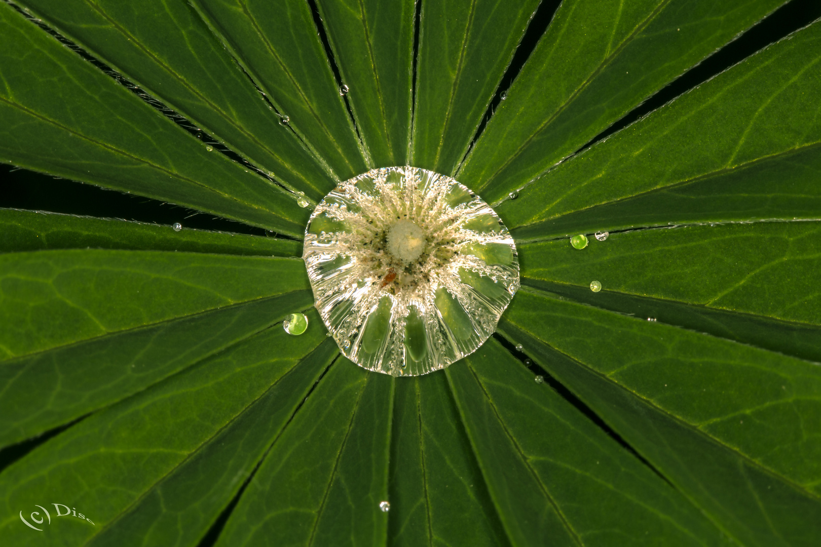 Wassertropfen