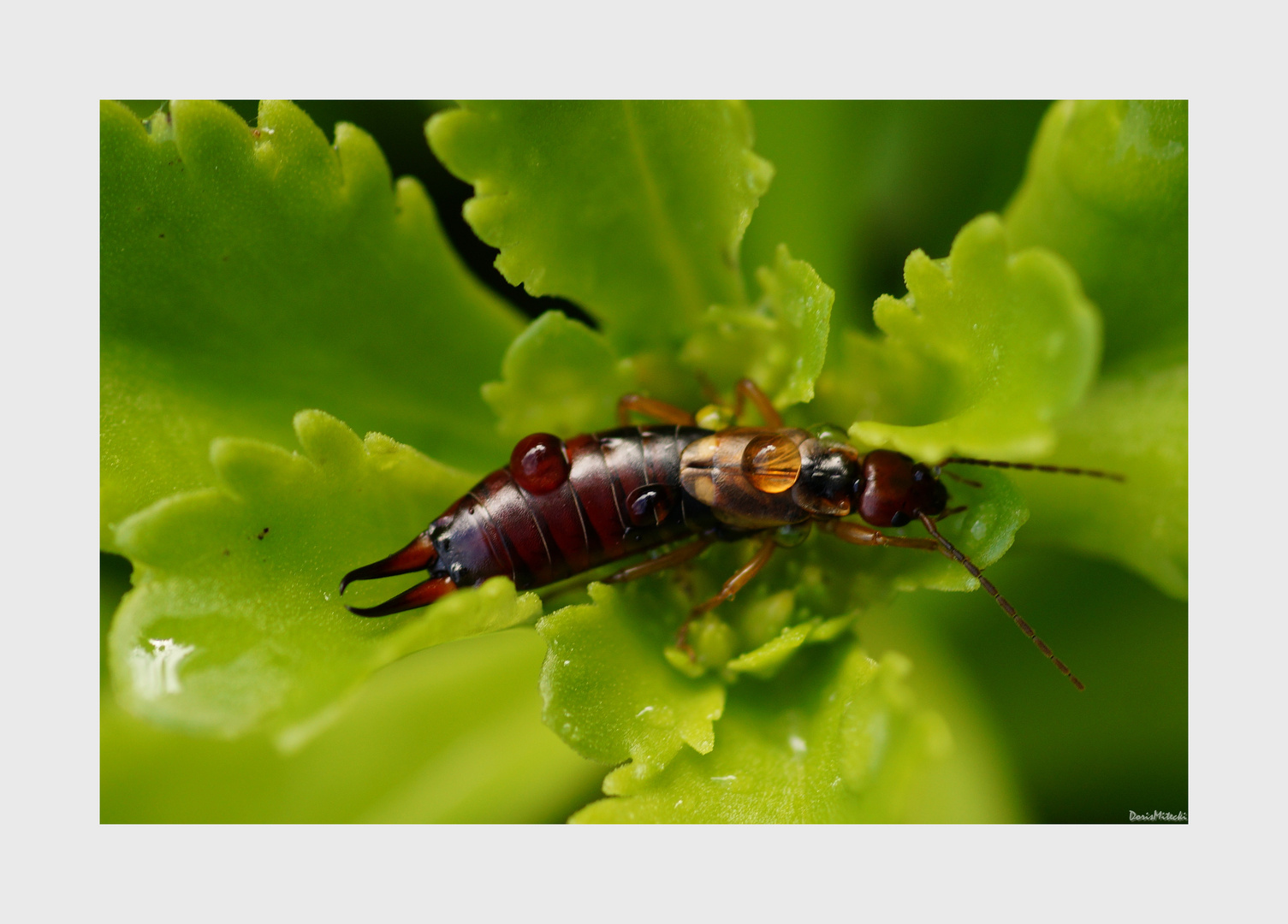 Wassertropfen