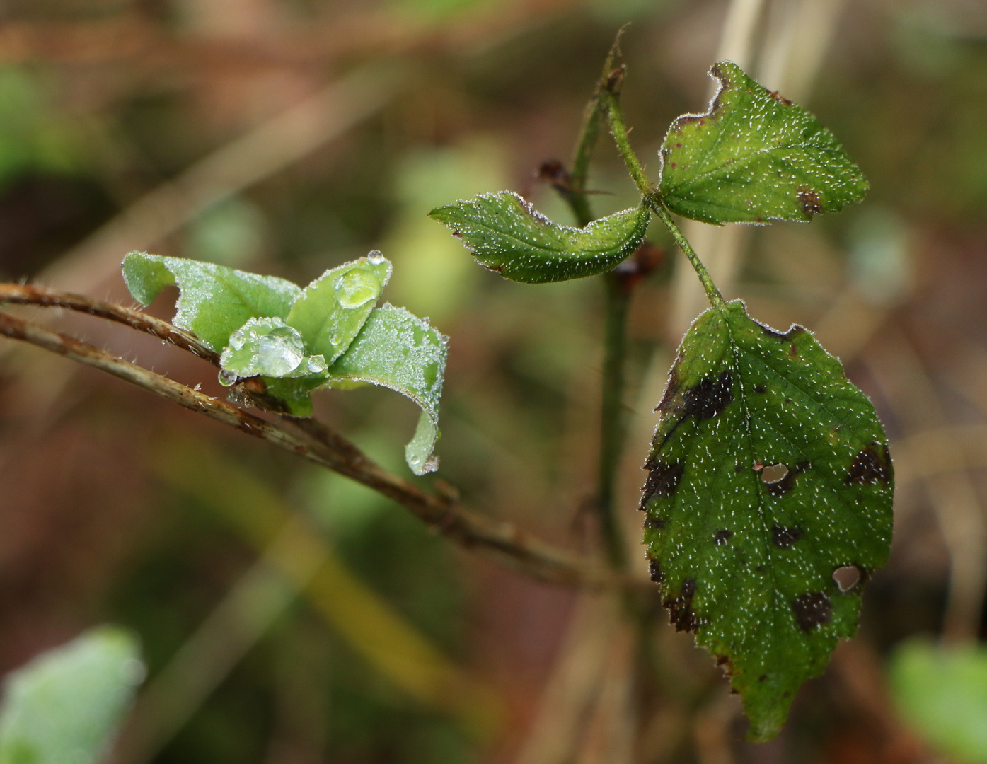 Wassertropfen