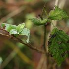 Wassertropfen