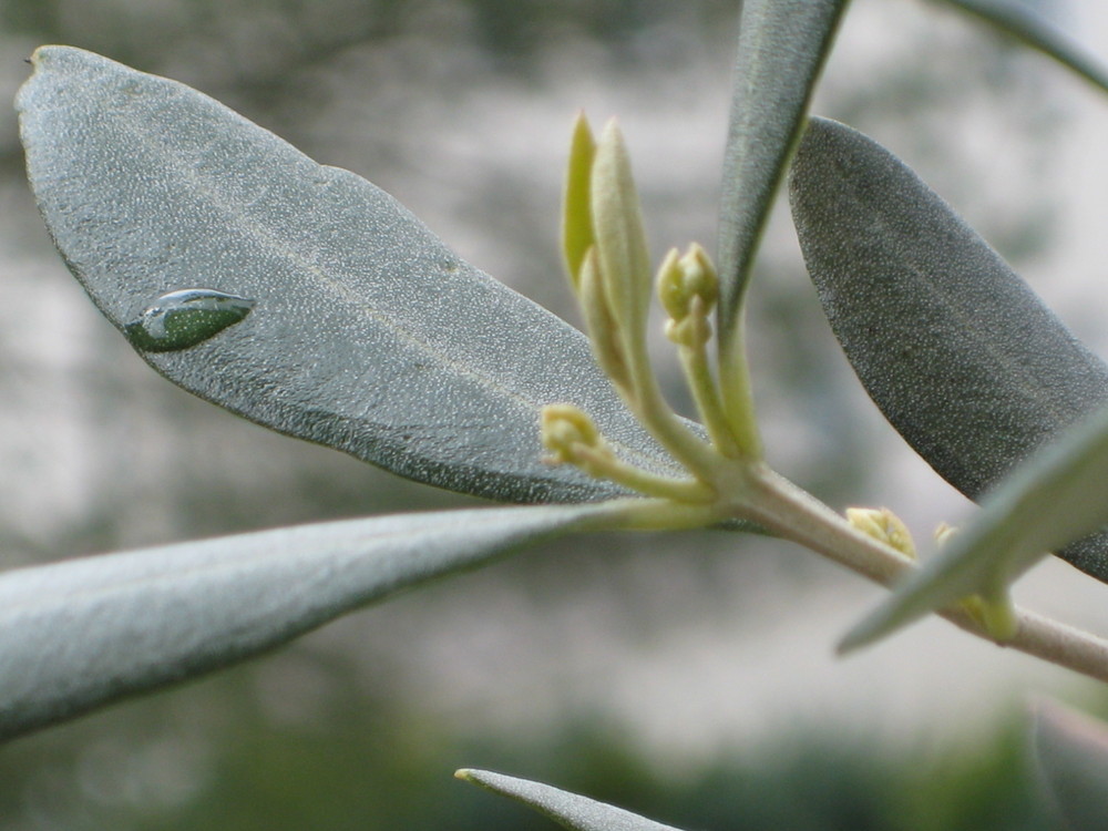 Wassertropfen