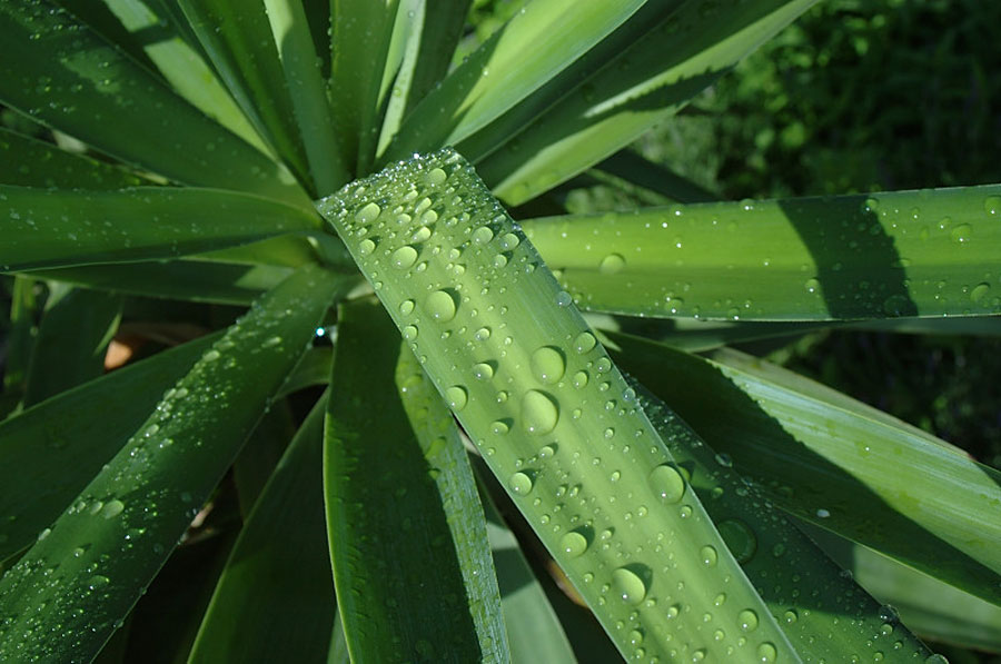 Wassertropfen