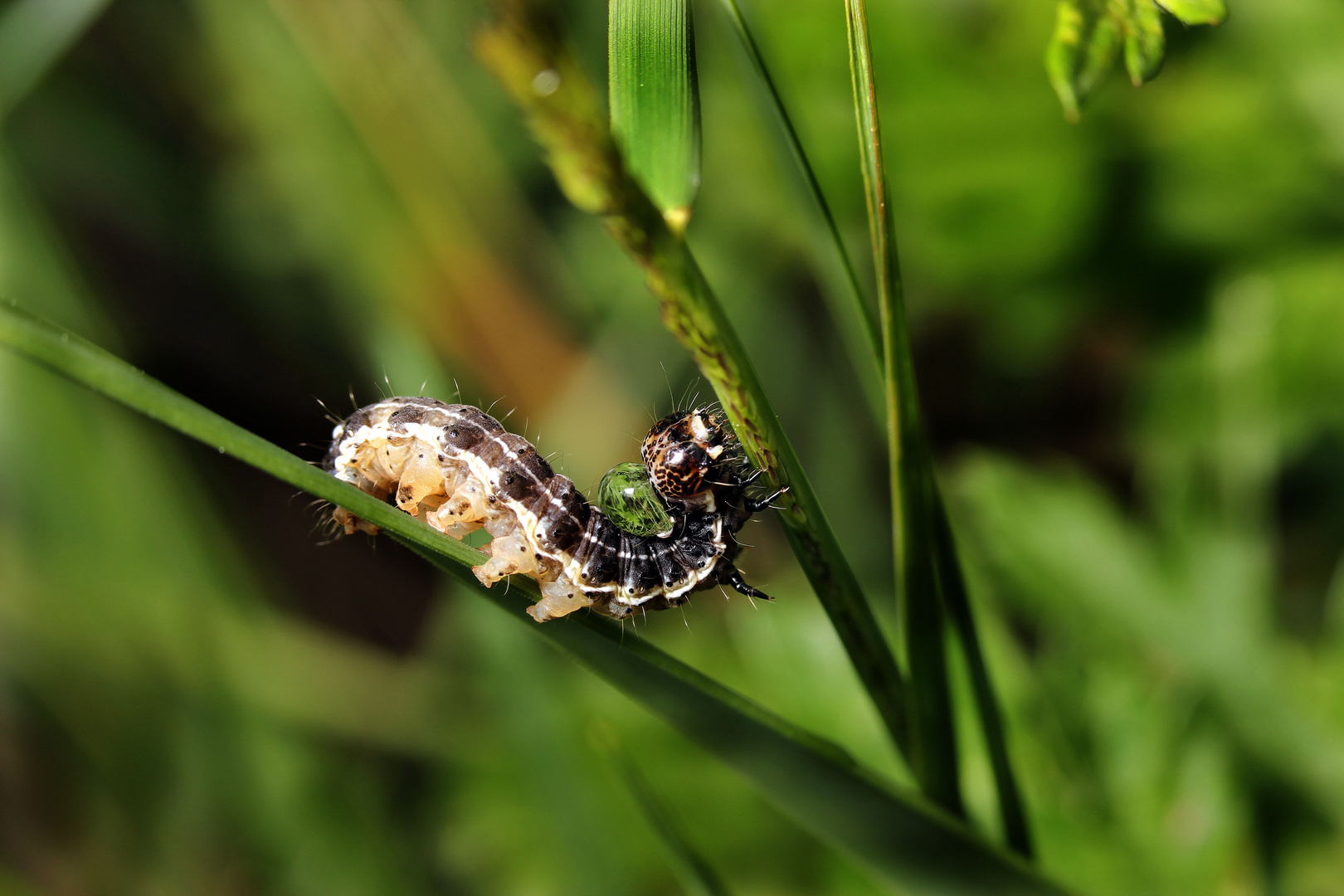 Wassertropfen als 2. Linse ...