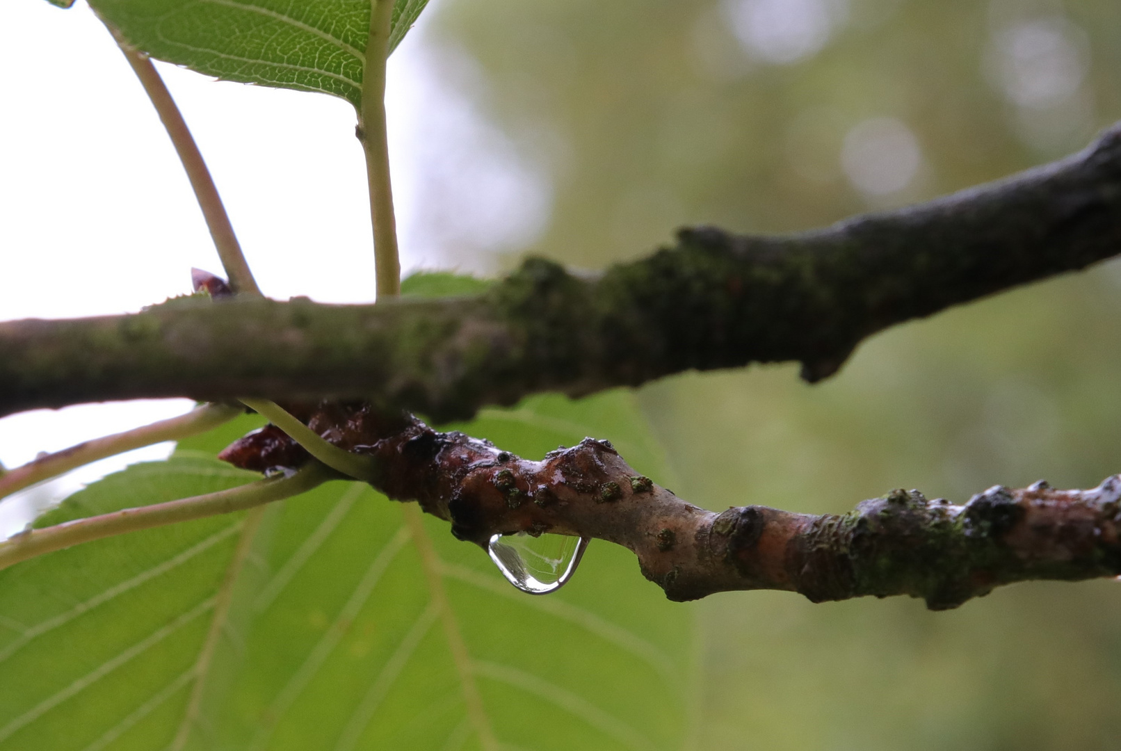 Wassertropfen  am Ast