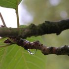 Wassertropfen  am Ast