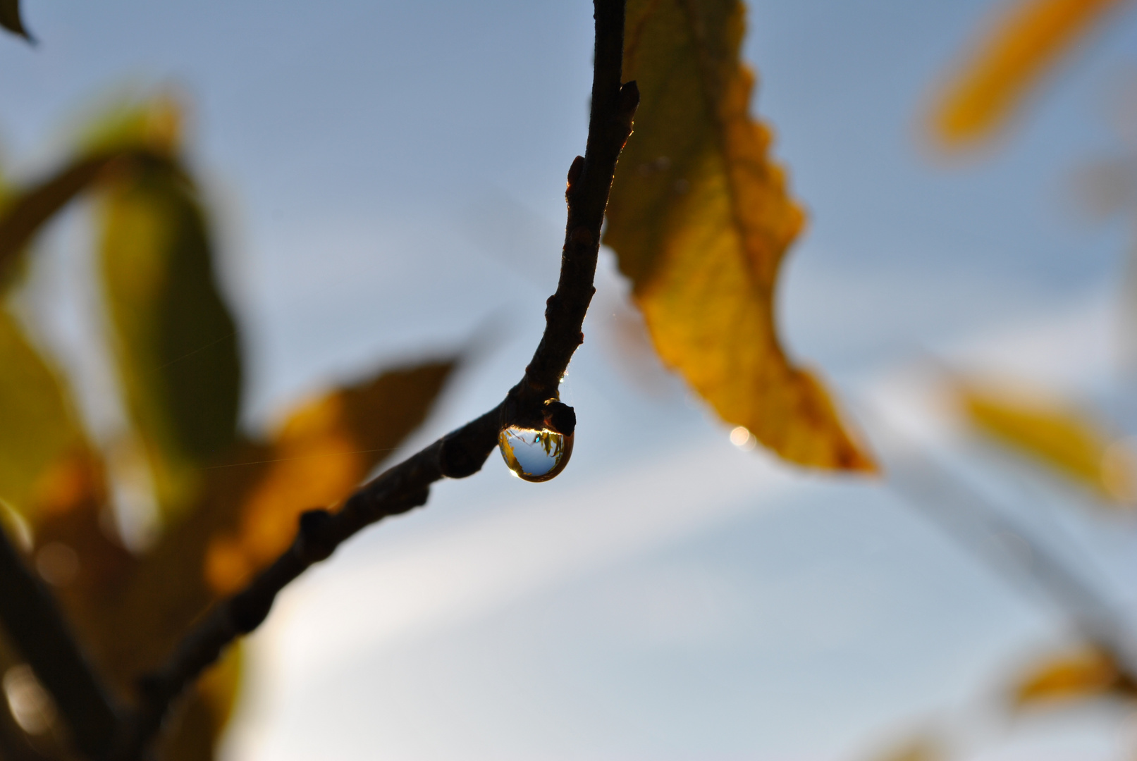 Wassertropfen am Blatt