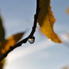 Wassertropfen am Blatt