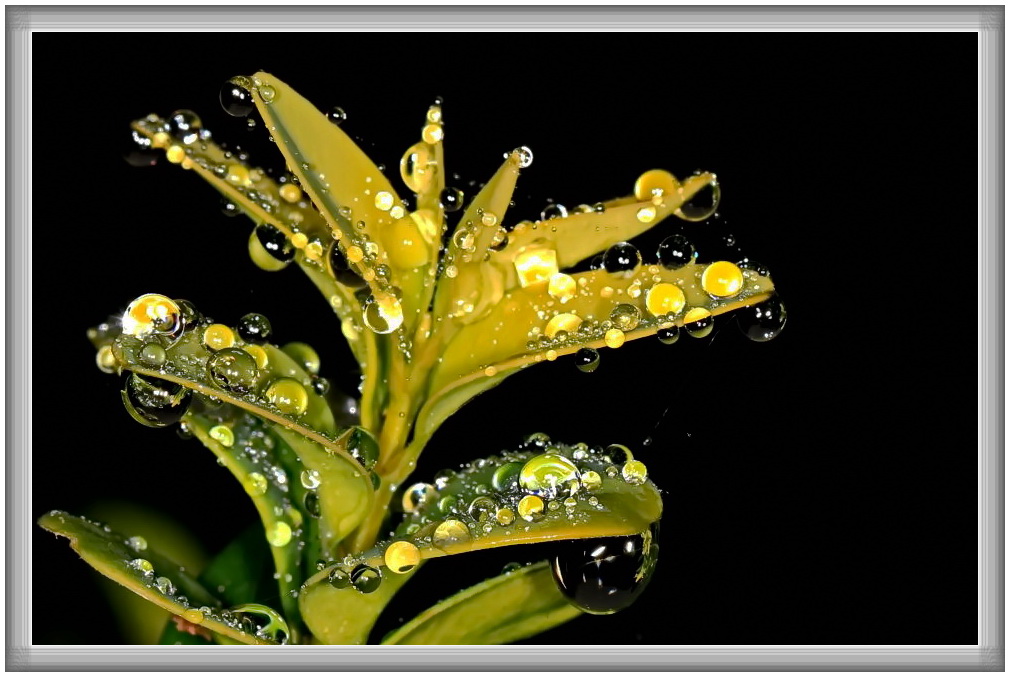 Wassertropfen am Buchsbaum