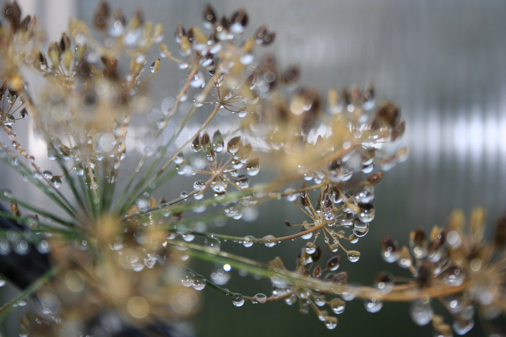 Wassertropfen am Dill