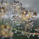 Wassertropfen am Dill