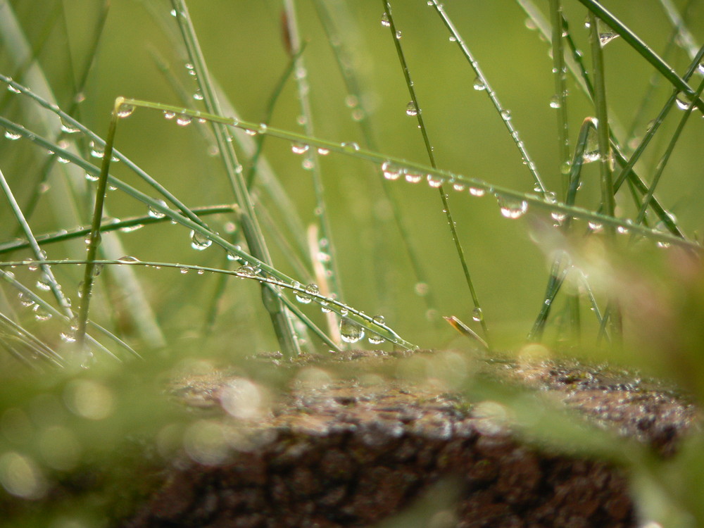 Wassertropfen am Gras