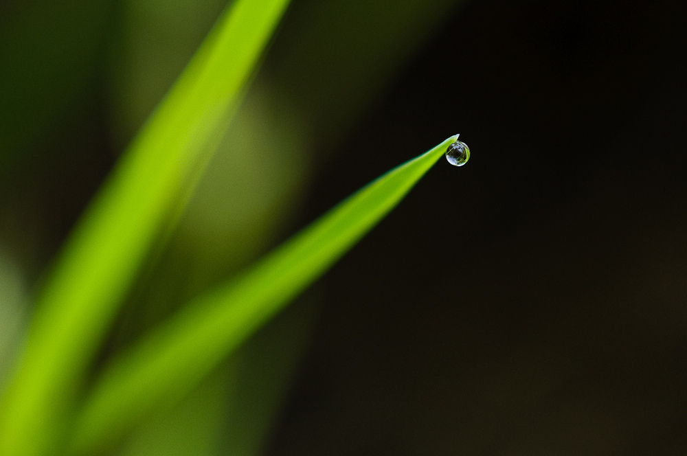 Wassertropfen am Grashalm