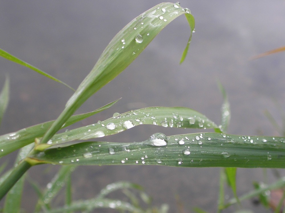 Wassertropfen am Grashalm