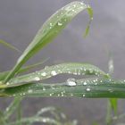 Wassertropfen am Grashalm