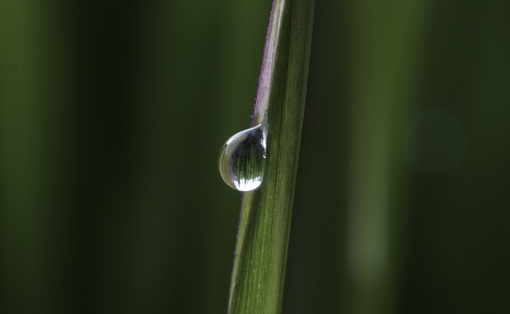 Wassertropfen-am-Grasshalm