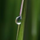 Wassertropfen-am-Grasshalm