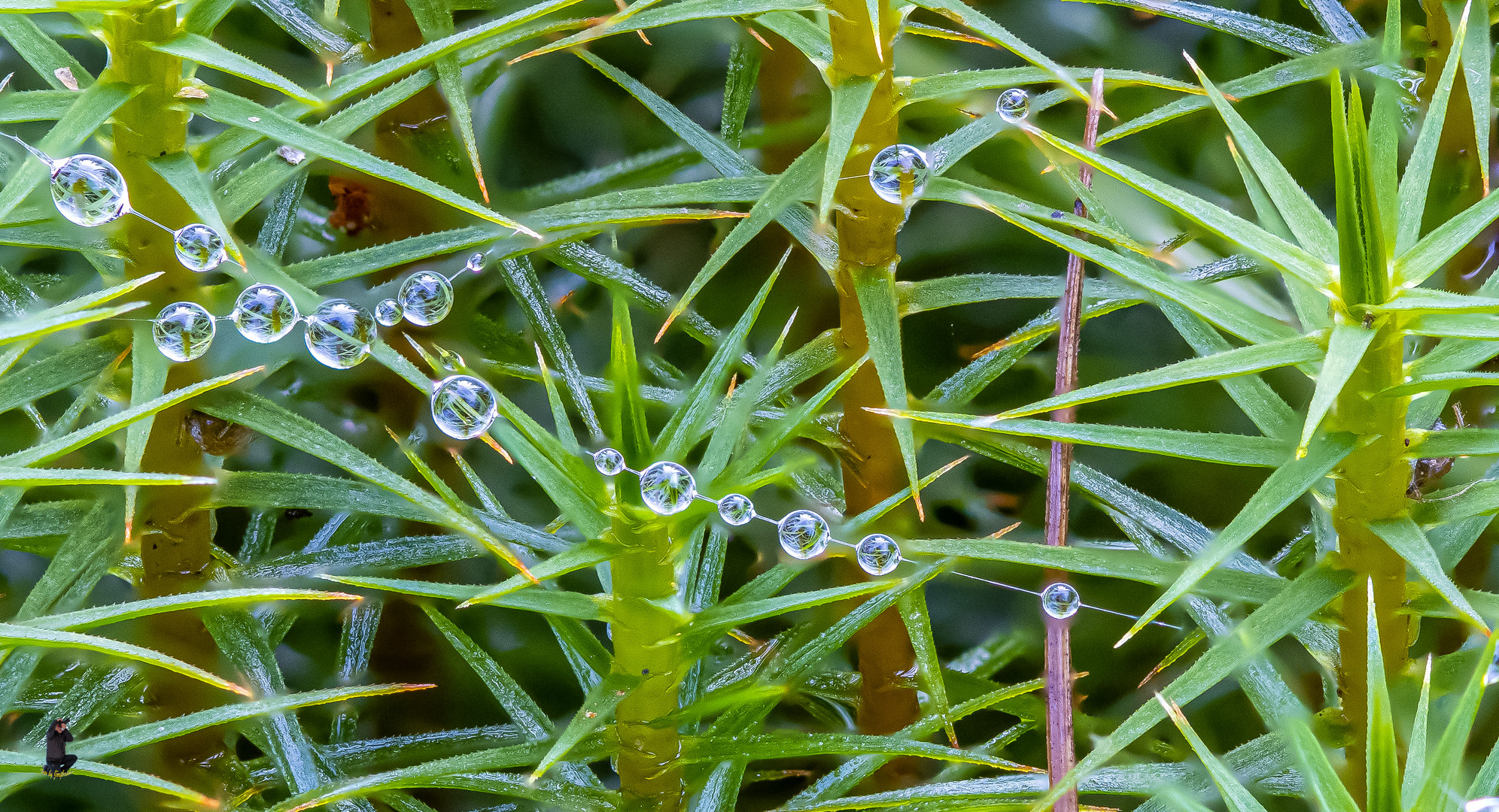 Wassertropfen am seidenen Faden