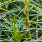 Wassertropfen am seidenen Faden