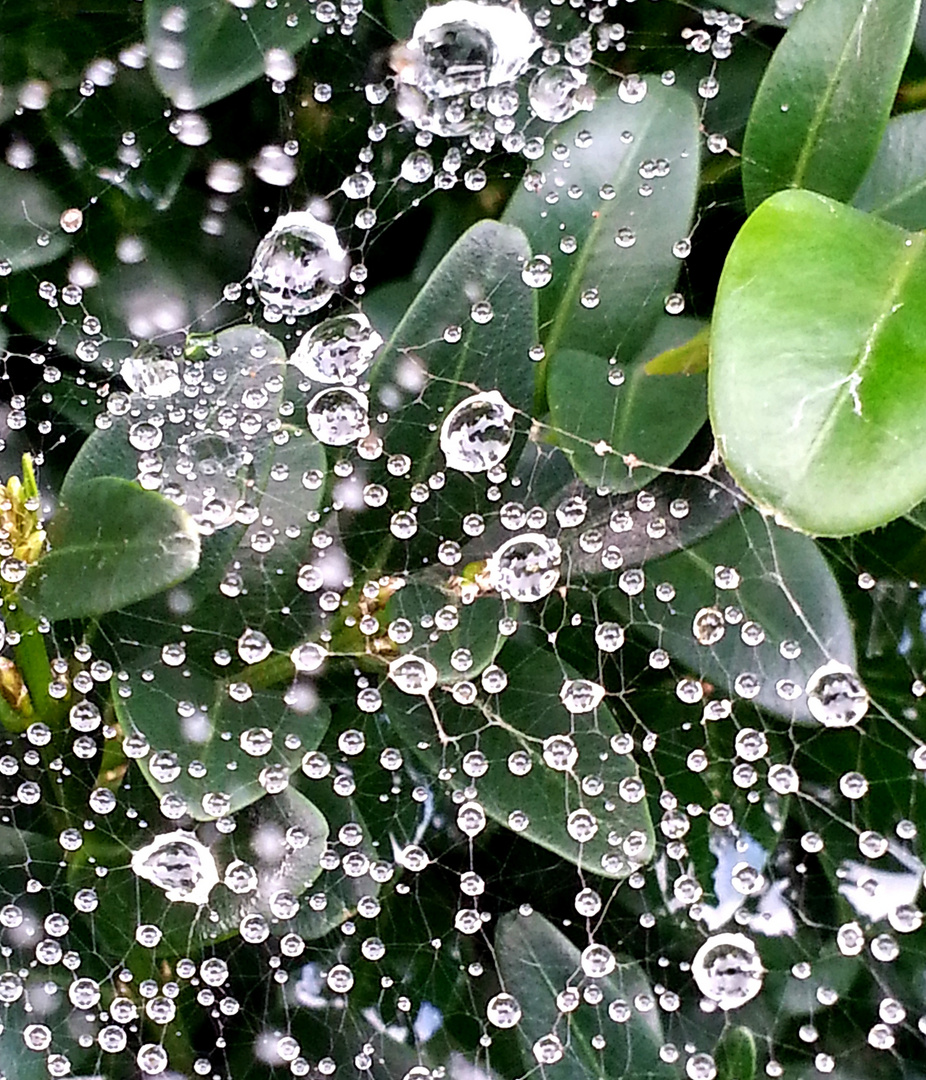 Wassertropfen am Spinnennetz