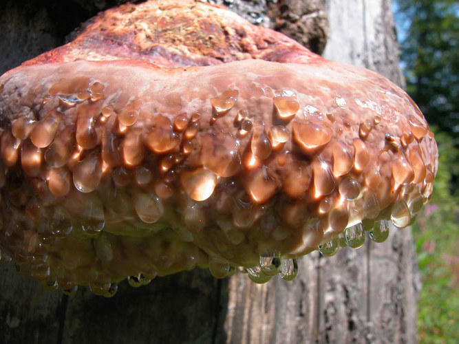 Wassertropfen am Zunderschwamm