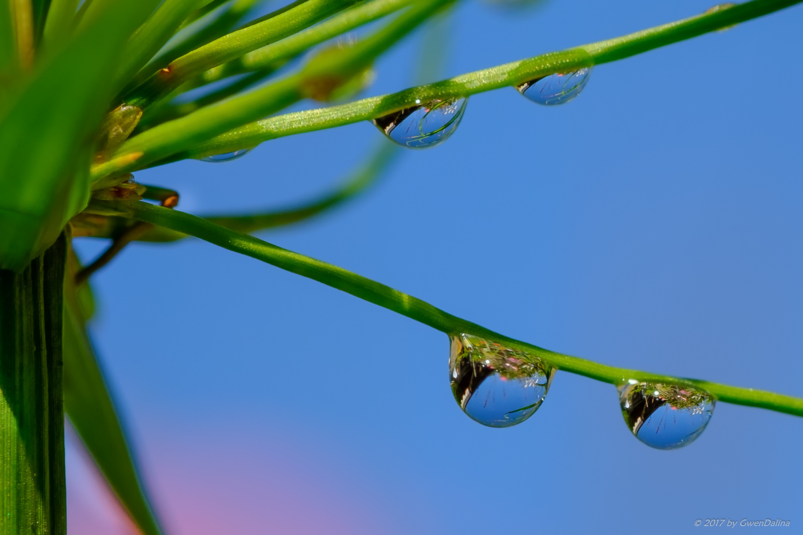 Wassertropfen am Zyperngrashalm